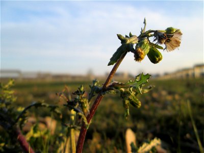 Gewöhnliches Greiskraut (Senecio vulgaris) auf einer Parkplatzwiese am Nordring in Hockenheim