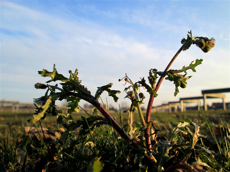 Gewöhnliches Greiskraut (Senecio vulgaris) auf einer Parkplatzwiese am Nordring in Hockenheim