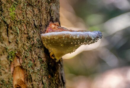 Parasite mushroom tree