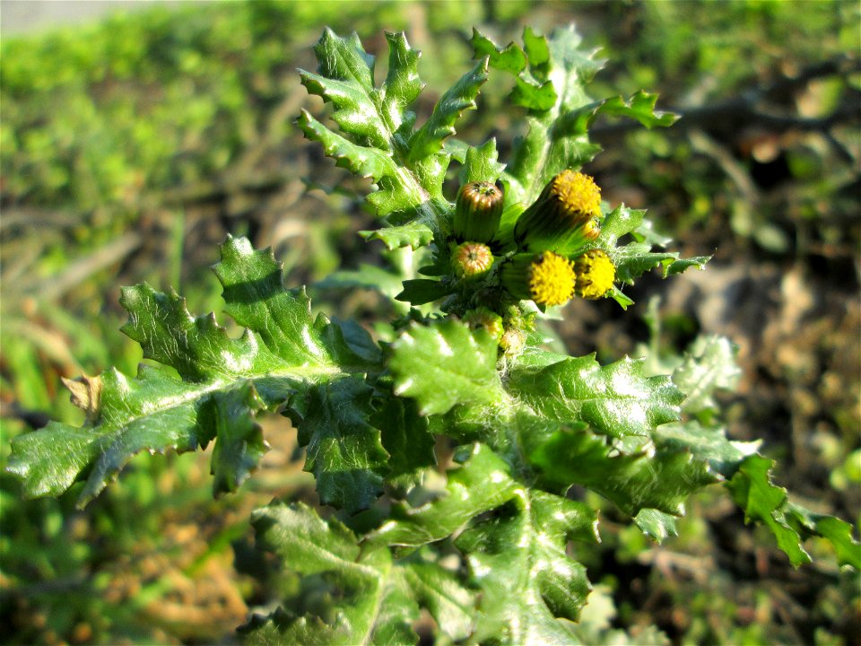 Gewöhnliches Greiskraut (Senecio vulgaris) am Straßenrand in Hockenheim