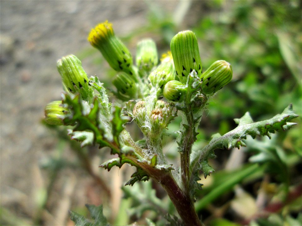 Gewöhnliches Greiskraut (Senecio vulgaris) in Hockenheim-Talhaus