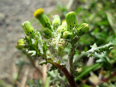 Gewöhnliches Greiskraut (Senecio vulgaris) in Hockenheim-Talhaus