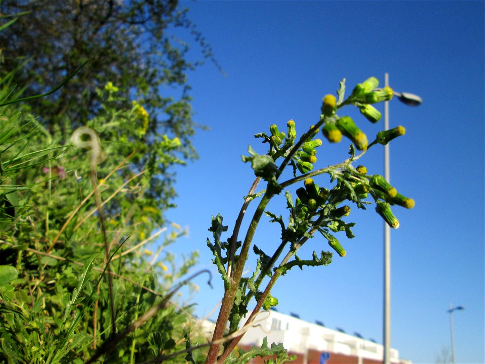 Gewöhnliches Greiskraut (Senecio vulgaris) am Straßenrand in Hockenheim