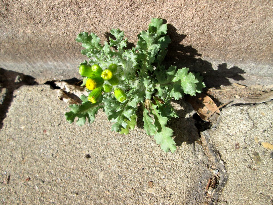 Ritzenbotanik: Gewöhnliches Greiskraut (Senecio vulgaris) in Alt-Saarbrücken
