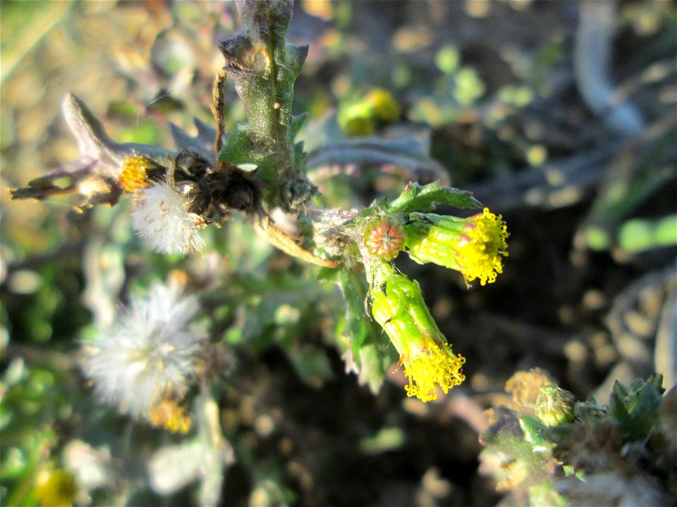 Gewöhnliches Greiskraut (Senecio vulgaris) auf einem Acker bei Reilingen