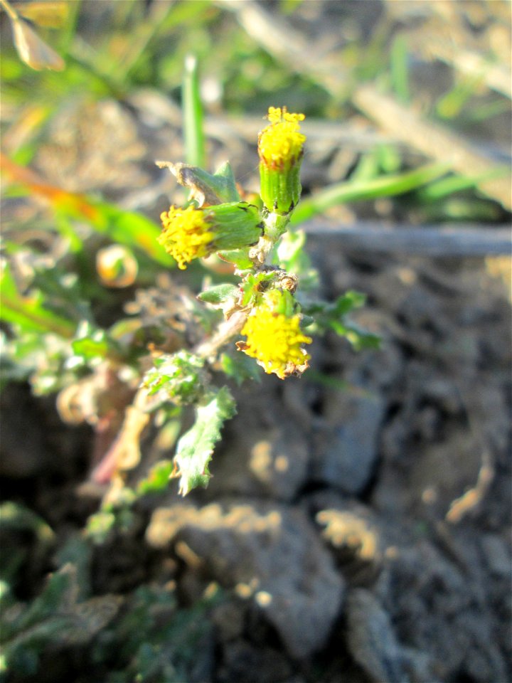 Gewöhnliches Greiskraut (Senecio vulgaris) auf einem Acker bei Reilingen