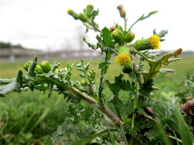 Gewöhnliches Greiskraut (Senecio vulgaris) auf einer Parkplatzwiese in Hockenheim