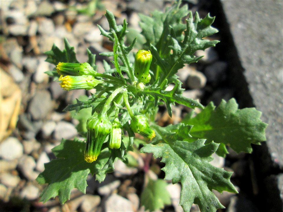 Gewöhnliches Greiskraut (Senecio vulgaris) in Saarbrücken