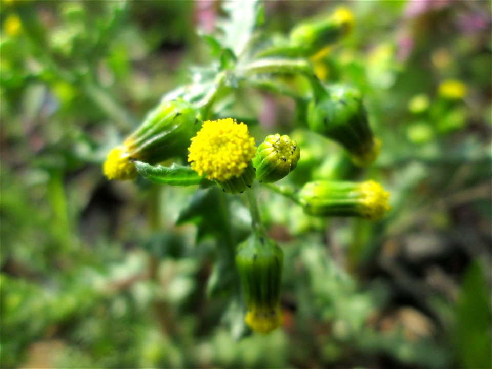 Frühlings-Greiskraut (Senecio vernalis) in Hockenheim