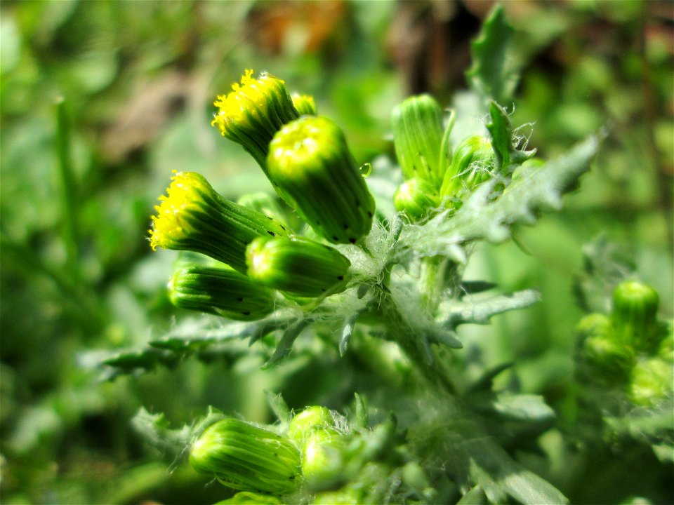 Frühlings-Greiskraut (Senecio vernalis) in Hockenheim