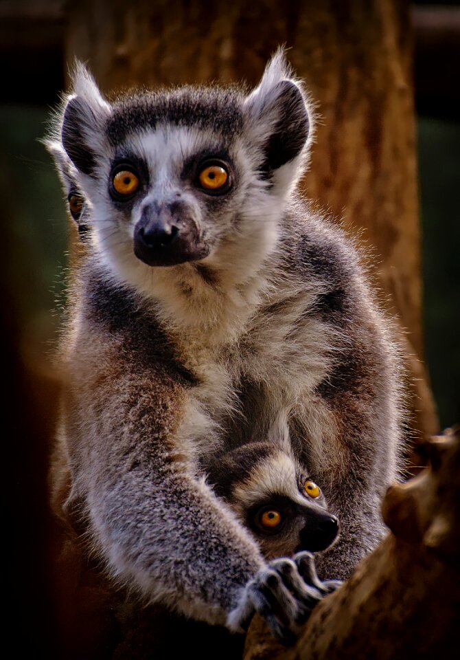 Zoo mama young animal
