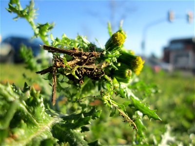 Gewöhnliches Greiskraut (Senecio vulgaris) am Globus-Parkplatz in Güdingen