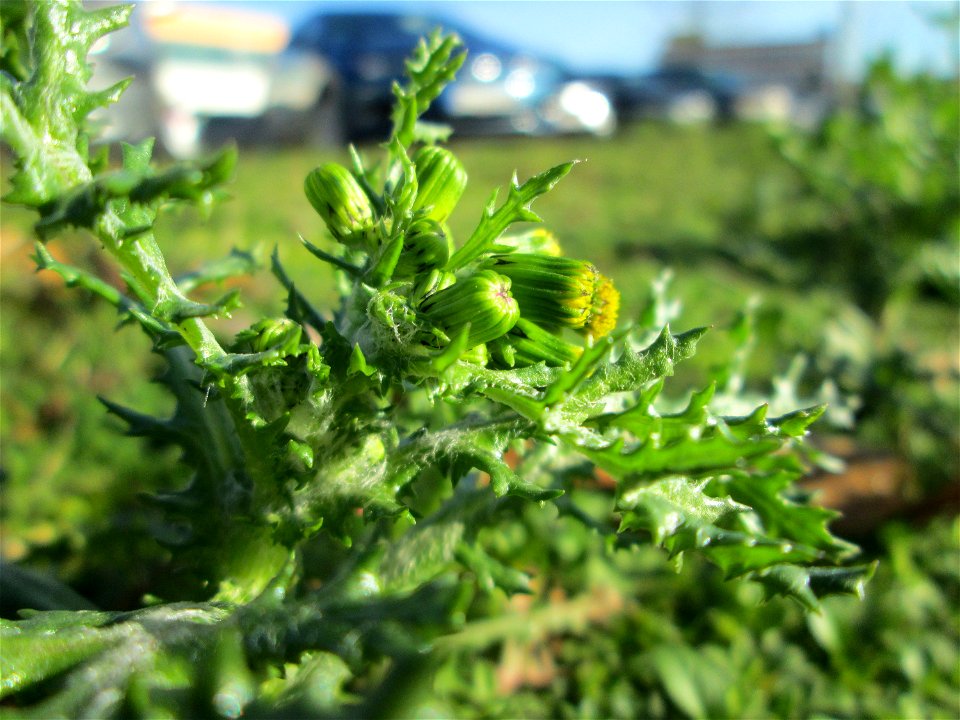 Gewöhnliches Greiskraut (Senecio vulgaris) am Globus-Parkplatz in Güdingen
