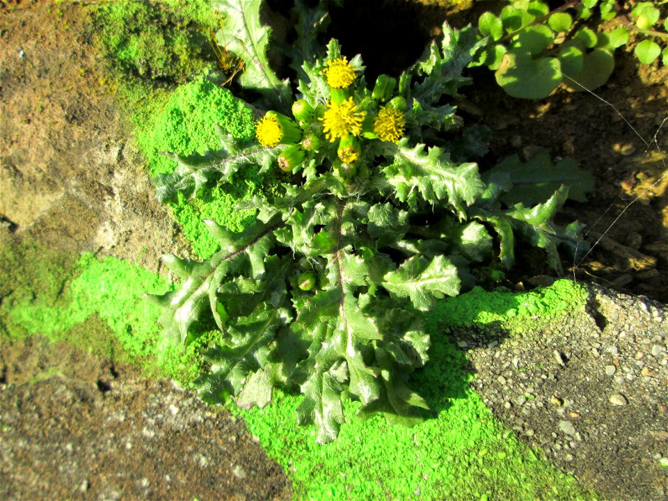 Gewöhnliches Greiskraut (Senecio vulgaris) an einer Böschungs-Mauer in Saarbrücken
