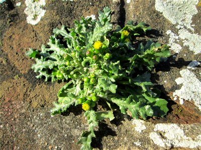 Gewöhnliches Greiskraut (Senecio vulgaris) an einer Böschungs-Mauer in Saarbrücken