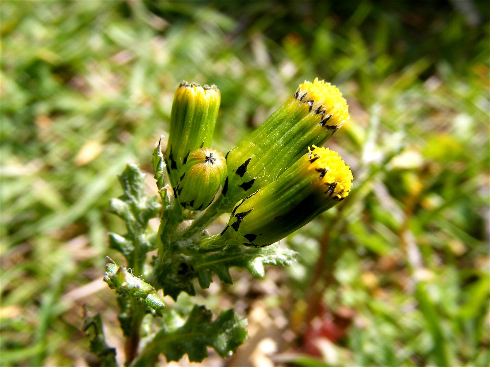 Klein kruiskruid (Senecio vulgaris) I took this in France, thought it was nice :)