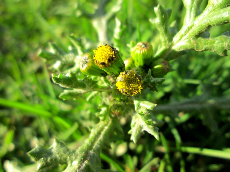 Gewöhnliches Greiskraut (Senecio vulgaris) in Brebach