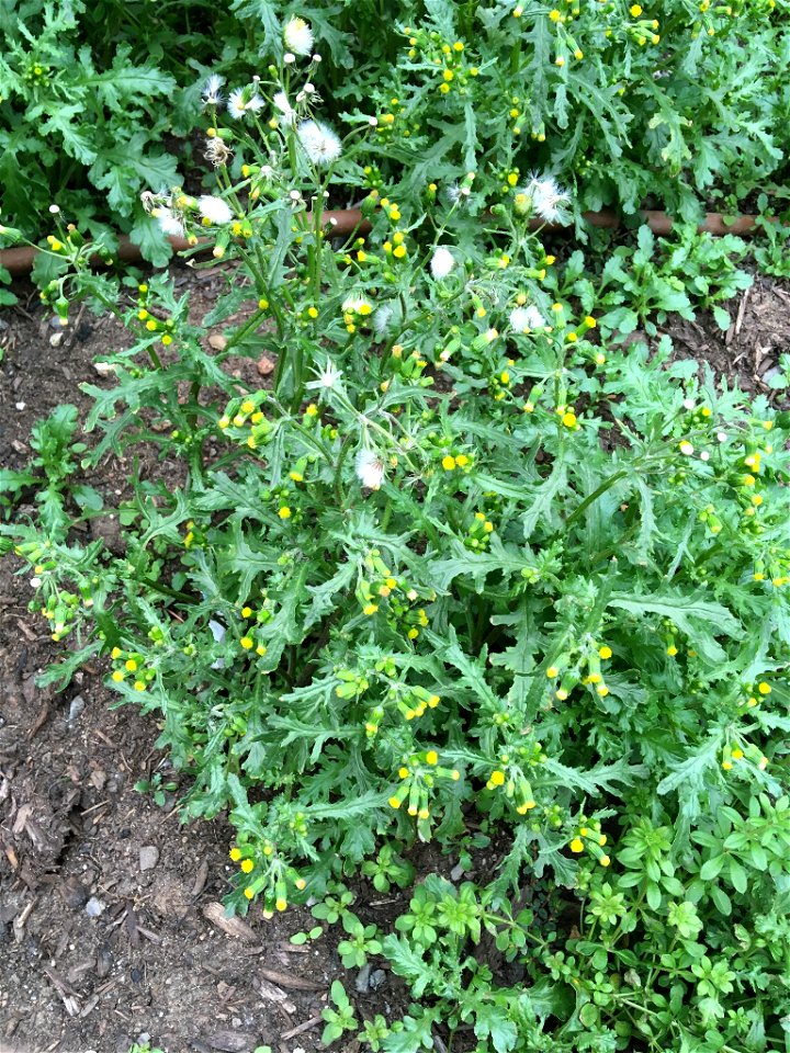 common groundsel (Senecio vulgaris)