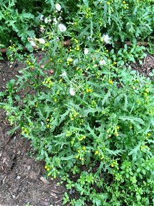 common groundsel (Senecio vulgaris)