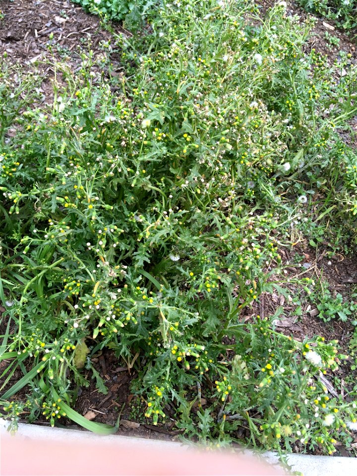common groundsel (Senecio vulgaris)