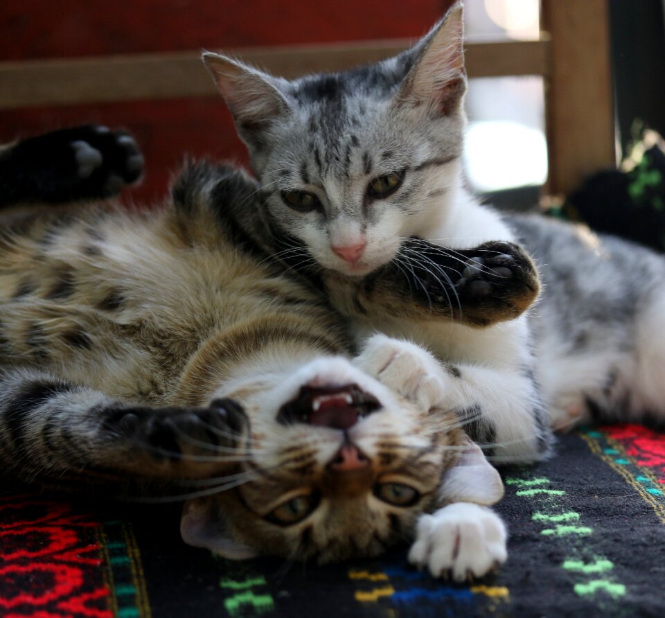 Play feline animals