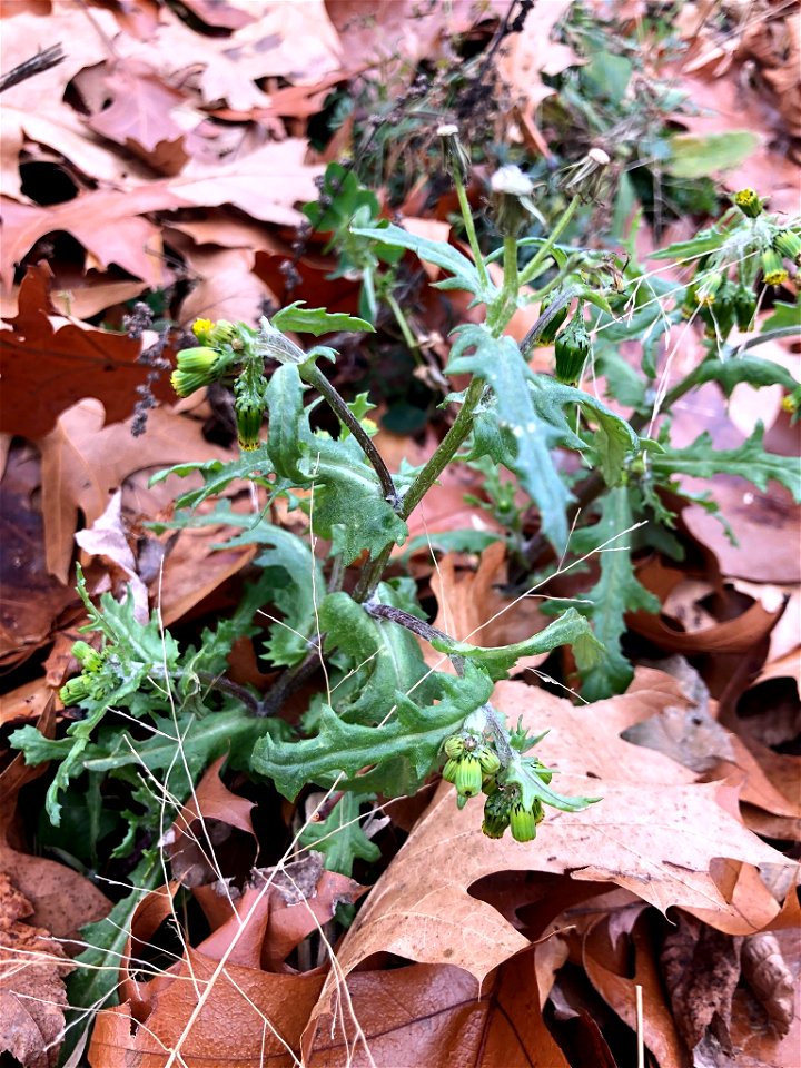 common groundsel (Senecio vulgaris)