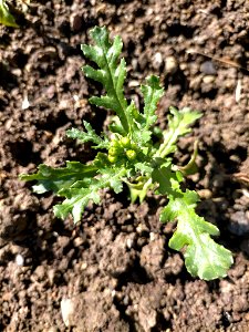 common groundsel (Senecio vulgaris)
