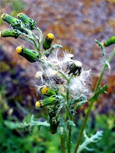 Senecio vulgaris Flowers closeup Dehesa  Boyal de Puertollano, Spain