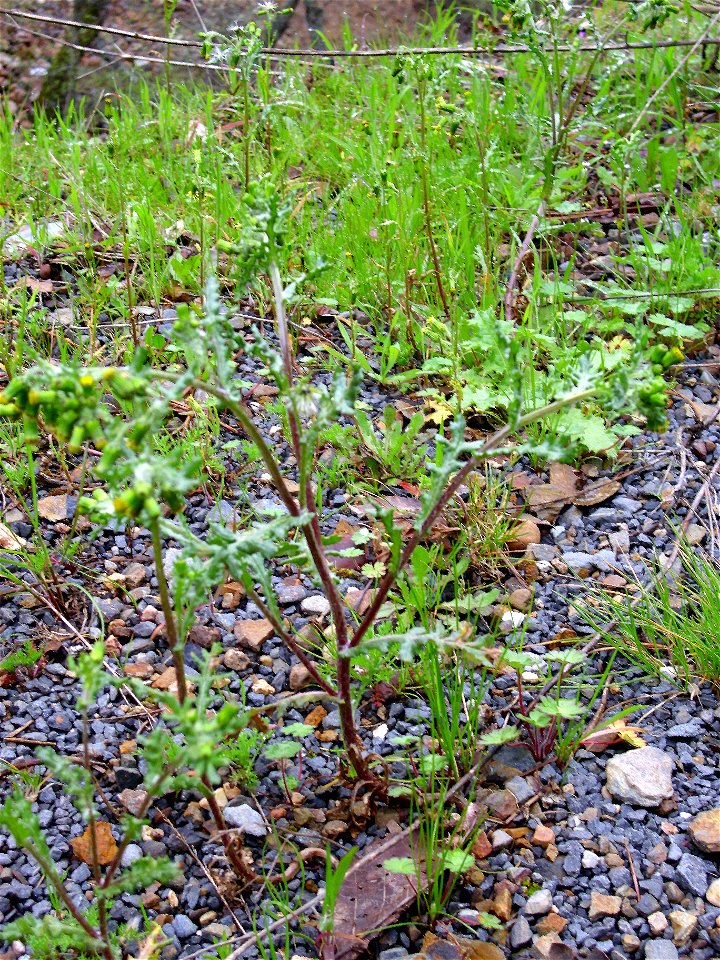 Senecio vulgaris habit, Sierra Madrona, Spain.