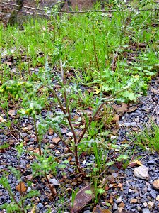 Senecio vulgaris habit, Sierra Madrona, Spain.