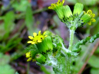 Senecio vulgaris close up, Sierra Madrona, Spain.