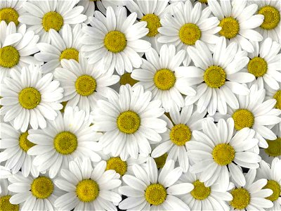 White flowers - Leucanthemum × superbum (or Shasta daisy)