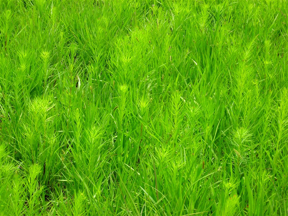 A picture of Liatris spicata.