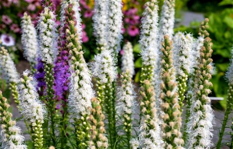 Liatris spicata, Liatride, Plume du Kansas, Jardin botanique Roger-Van den Hende, is a 6-hectare botanical garden managed by Laval University in Quebec, Canada. photo