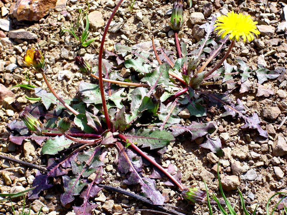 Taraxacum laevigatum basal leaves rossette and inflorescence, Dehesa Boyal de Puertollano, Spain