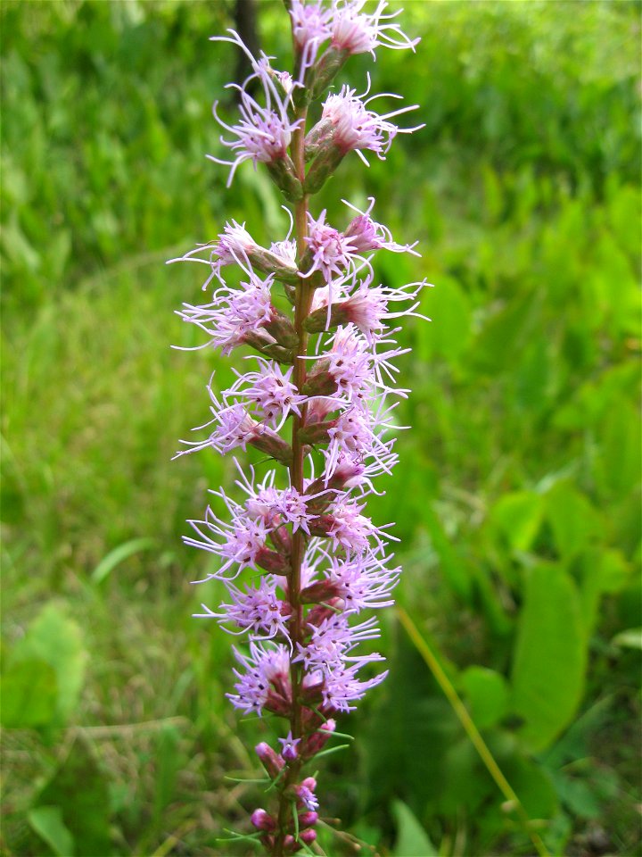 Liatris spicata close up