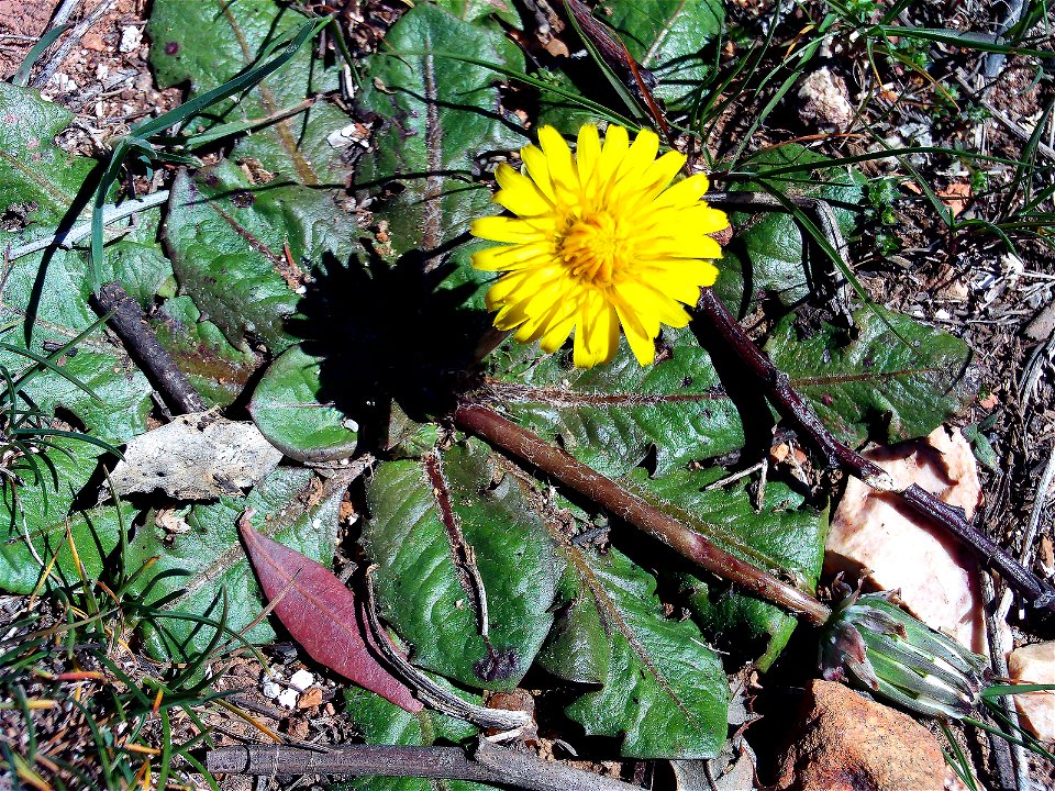 Taraxacum obovatum x T. erythrospermum  inflorescence and leaves in Sierra Madrona, Spain