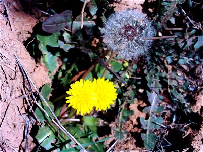 Taraxacum obovatum x T. erythrospermum and Taraxacum erythrospermum inflorescence and leaves in Sierra Madrona, Spain photo