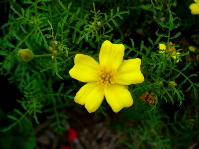 I am the originator of this photo. I hold the copyright. I release it to the public domain. This photo depicts a flower of a Tagetes. photo