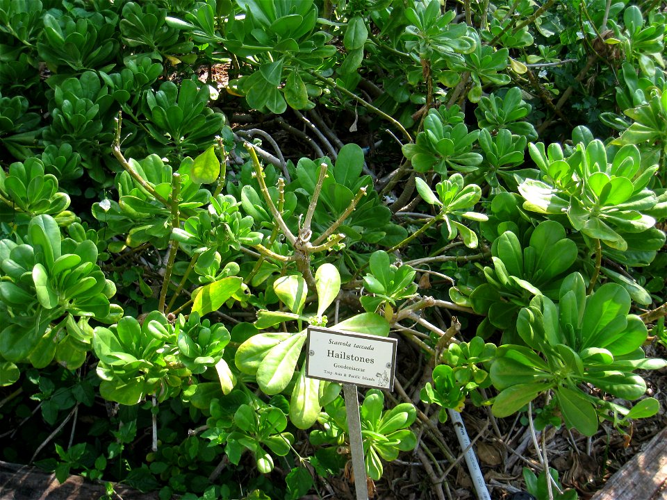 Scaevola taccada - The Kampong, Coconut Grove, Florida, USA.