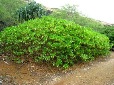 Naupaka kahakai (Scaevola taccada) in the Koko Crater Botanical Garden, Honolulu, Hawaii, USA.