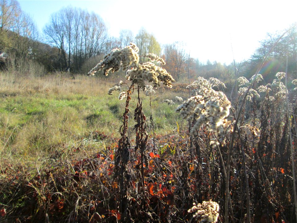 Riesen-Goldrute (Solidago gigantea) im Naturschutzgebiet „Sankt Arnualer Wiesen“