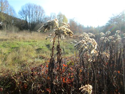 Riesen-Goldrute (Solidago gigantea) im Naturschutzgebiet „Sankt Arnualer Wiesen“