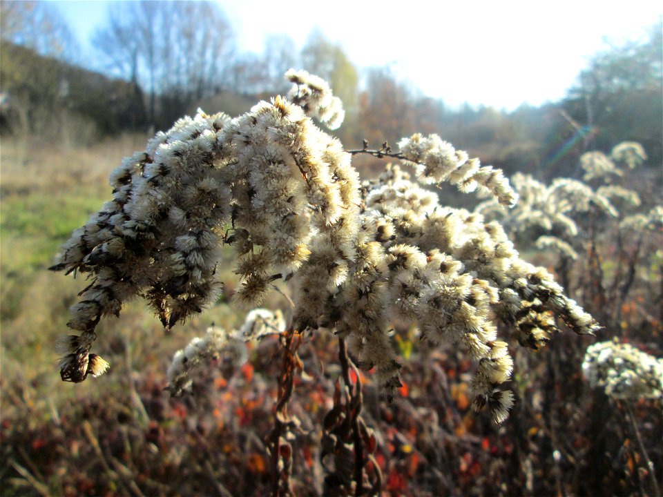Riesen-Goldrute (Solidago gigantea) im Naturschutzgebiet „Sankt Arnualer Wiesen“