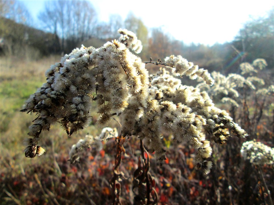 Riesen-Goldrute (Solidago gigantea) im Naturschutzgebiet „Sankt Arnualer Wiesen“ photo