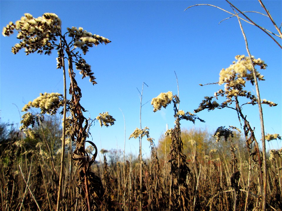 Riesen-Goldrute (Solidago gigantea) im Naturschutzgebiet „Sankt Arnualer Wiesen“