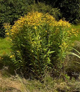 Solidago gigantea. This photo has been taken in Belgium. Other photos of the same plant photo