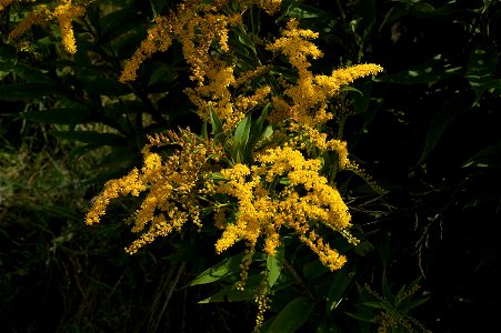 Solidago gigantea. This photo has been taken in Belgium. Other photos of the same plant photo