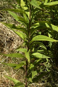 Solidago gigantea. This photo has been taken in Belgium. Other photos of the same plant photo