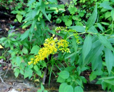 Solidago gigantea var. serotina, growing on bedrock limestone banks of Spring Creek, Clinton County, Kentucky. An herbarium specimen of this individual plant is available at Austin Peay State Univers photo
